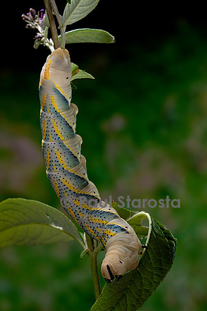 Acherontia atropos (sphinx tête-de-mort) - chenille