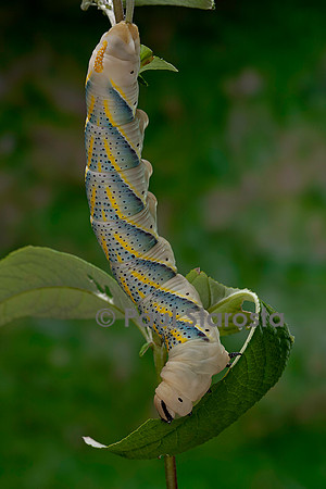 Acherontia atropos (sphinx tête-de-mort) - chenille