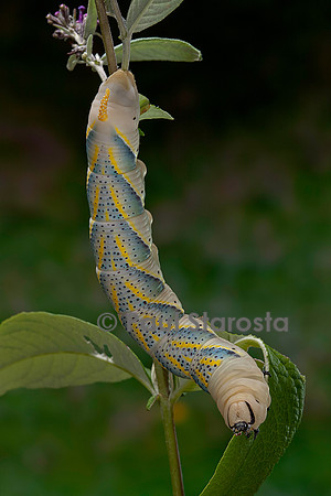 Acherontia atropos (sphinx tête-de-mort) - chenille