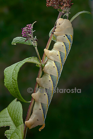 Acherontia atropos (sphinx tête-de-mort) - chenille