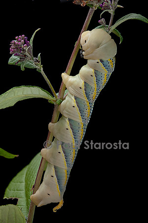 Acherontia atropos (sphinx tête-de-mort) - chenille