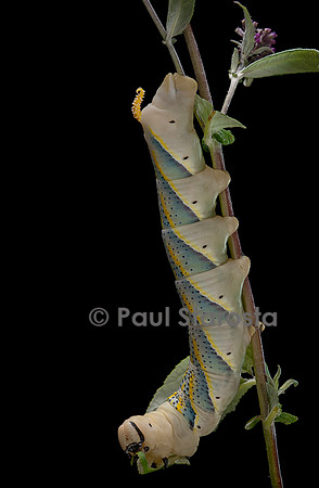 Acherontia atropos (sphinx tête-de-mort) - chenille