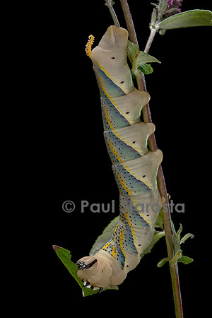 Acherontia atropos (sphinx tête-de-mort) - chenille