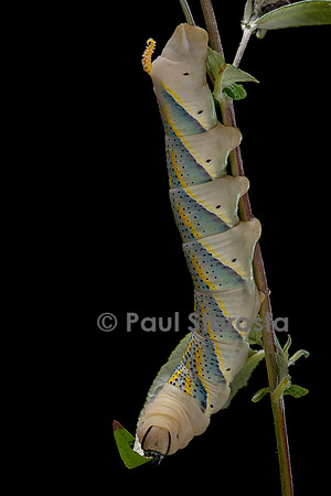 Acherontia atropos (sphinx tête-de-mort) - chenille