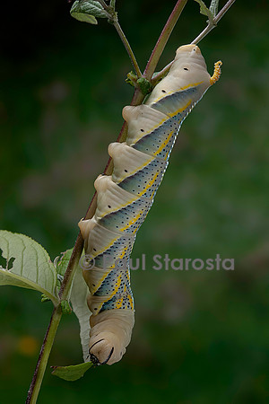 Acherontia atropos (sphinx tête-de-mort) - chenille