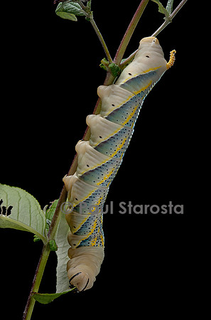 Acherontia atropos (sphinx tête-de-mort) - chenille
