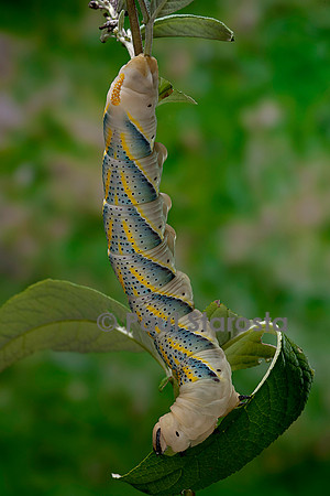 Acherontia atropos (sphinx tête-de-mort) - chenille