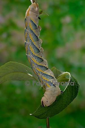 Acherontia atropos (sphinx tête-de-mort) - chenille