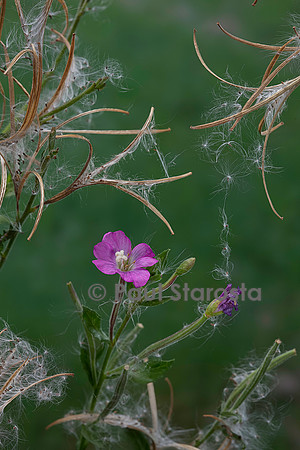 Epilobium hirsutum (épilobe à grandes fleurs, épilobe hirsute)