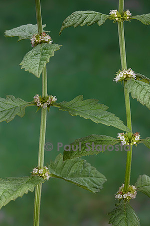 Lycopus europaeus (chanvre d'eau, lycope d'Europe)