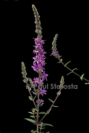 Lythrum salicaria (salicaire, herbe aux coliques, lysimaque rouge)