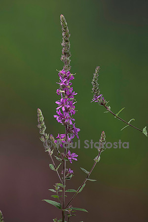 Lythrum salicaria (salicaire, herbe aux coliques, lysimaque rouge)