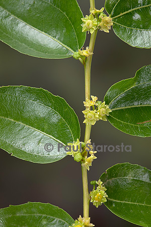 Ziziphus jujuba (jujubier) - fleurs