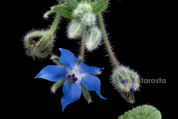 Borago officinalis (bourrache, bourrache officinale)