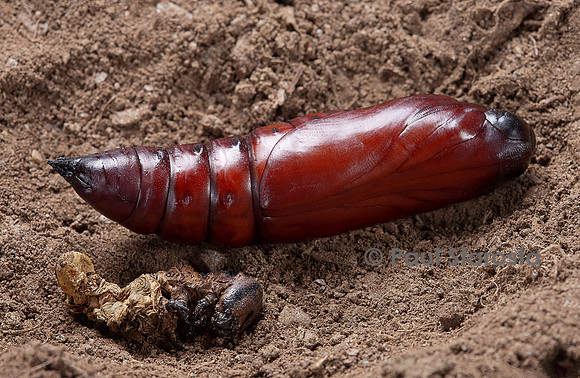 Acherontia atropos (sphinx tête-de-mort) - chrysalide