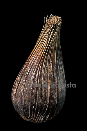 Elaeis guineensis (palmier à huile d’Afrique) - fruit
