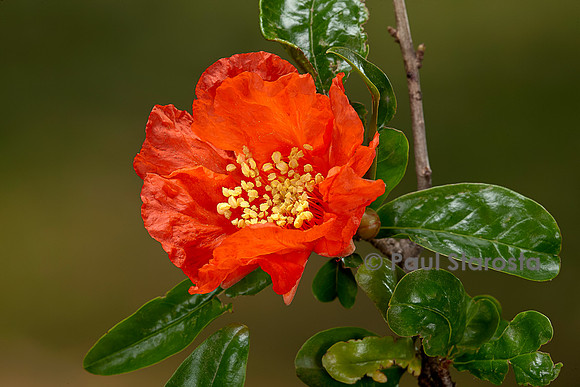 Punica granatum (grenadier) - fleur