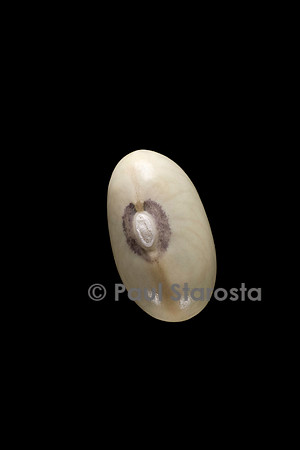 Phaseolus vulgaris (haricot) Coco de Chine