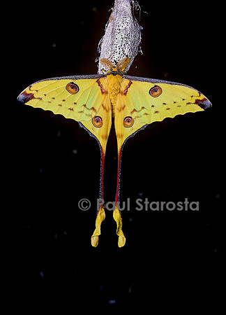 Argema mittrei ( papillon comète de Madagascar) - mâle sur son cocon
