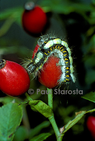 Acronicta psi (psi) - chenille