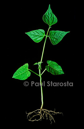 Nodosités (Rhizobium) sur les racines d'une plantule de haricot (Phaseolus vulgaris)