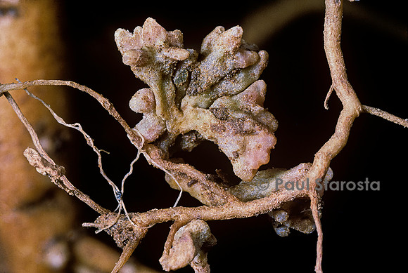 Nodosités (Rhizobium) sur des racines de luzerne (Medicago sativa)
