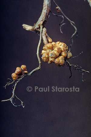 Nodosités (Rhizobium) sur des racines d'aulne (Alnus glutinosa)