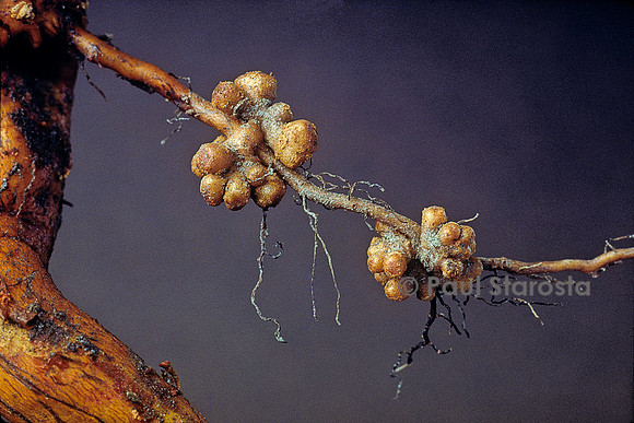 Nodosités (Rhizobium) sur des racines d'aulne (Alnus glutinosa)