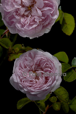 Rosa X damascena semperflorens