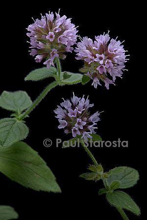 Mentha aquatica (menthe aquatique, baume d'eau)