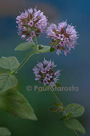 Mentha aquatica (menthe aquatique, baume d'eau)