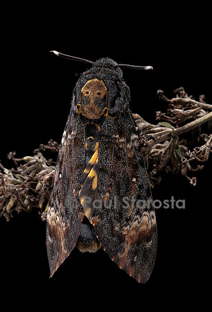 Acherontia atropos (sphinx tête-de-mort)