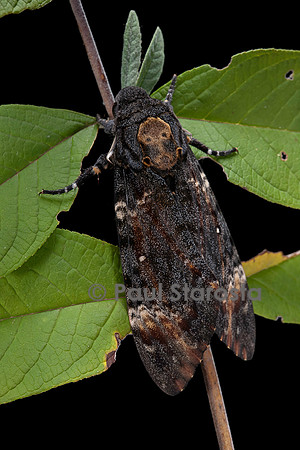 Acherontia atropos (sphinx tête-de-mort)
