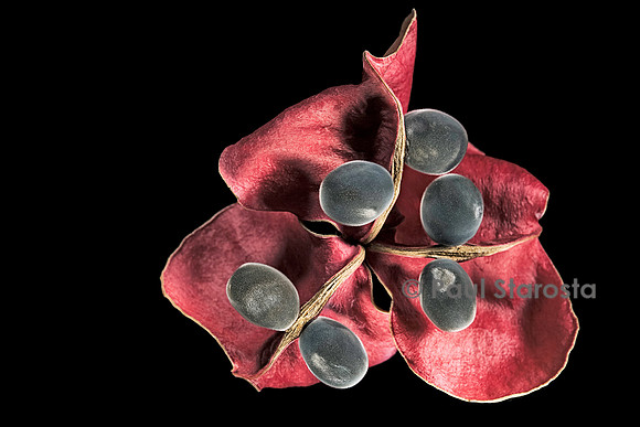 Majidea zanguebarica (perle de Zanzibar)