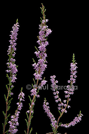 Calluna vulgaris (callune, bruyère commune)
