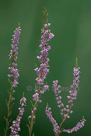Calluna vulgaris (callune, bruyère commune)