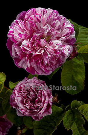 Rosa gallica ‘Madame d'Hébray’