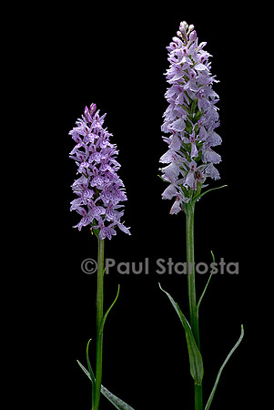 Dactylorhiza maculata (orchis tacheté)