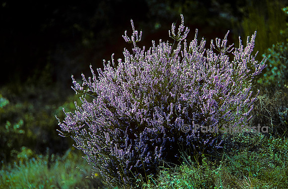 Calluna vulgaris (bruyère)