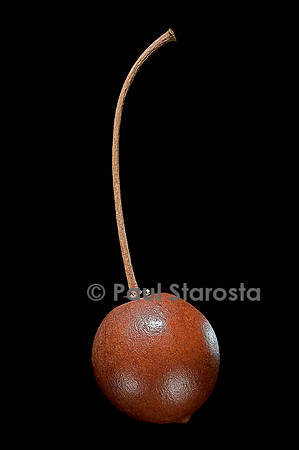 Manilkara bidentata (grand natte, balata) - fruit