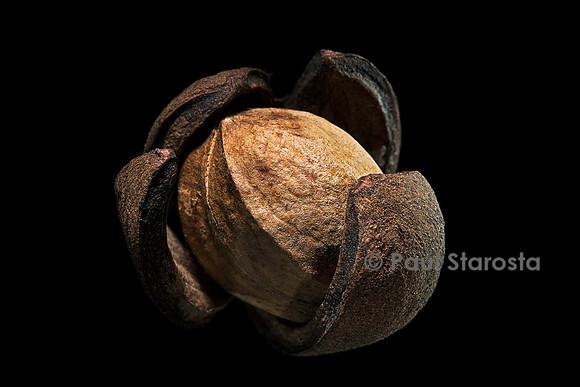 Carya texana (caryer) - fruit
