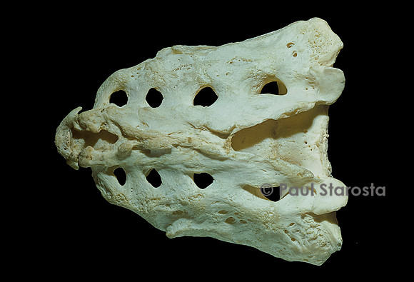 sacrum et coccyx