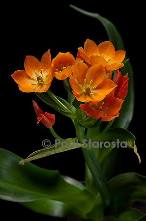 Ornithogalum dubium (ornithogale douteux)