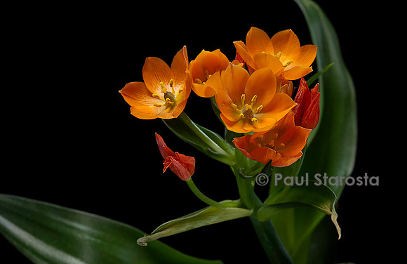 Ornithogalum dubium (ornithogale douteux)