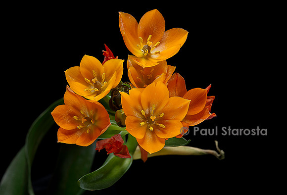 Ornithogalum dubium (ornithogale douteux)