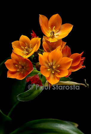 Ornithogalum dubium (ornithogale douteux)