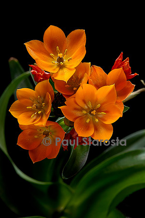 Ornithogalum dubium (ornithogale douteux)