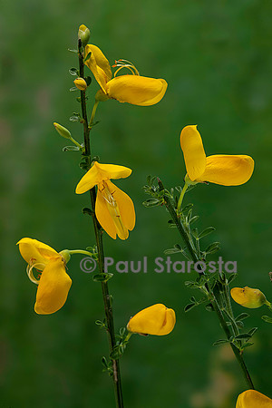 Cytisus scoparius (genêt à balais)