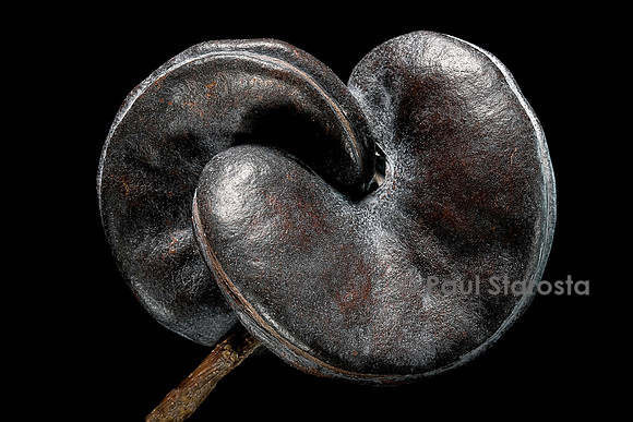 Enterolobium contortisiliquum (guanacaste) - fruit