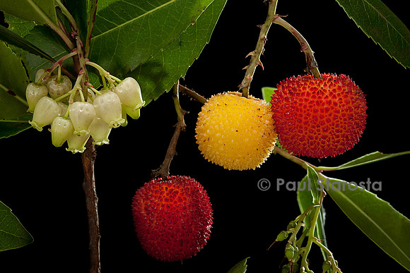 Arbutus unedo (arbousier)